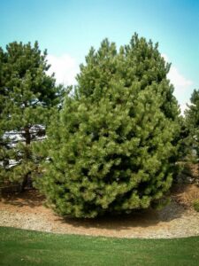 Сосна Чёрная (Pinus Nigra) купить по цене от 270.00р. в интернет-магазине «Посадика» с доставкой почтой в в Аксайе и по всей России – [изображение №1].