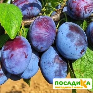 Слива Чачакская ранняя купить по цене от 229.00р. в интернет-магазине «Посадика» с доставкой почтой в в Аксайе и по всей России – [изображение №1].