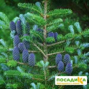 Пихта корейская (Abies koreana) купить по цене от 450.00р. в интернет-магазине «Посадика» с доставкой почтой в в Аксайе и по всей России – [изображение №1].