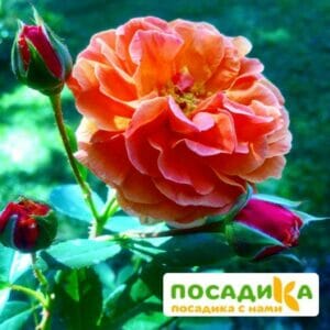 Роза Арабия купить по цене от 350.00р. в интернет-магазине «Посадика» с доставкой почтой в в Аксайе и по всей России – [изображение №1].