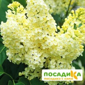 Сирень Примроуз (Primrose) купить по цене от 529.00р. в интернет-магазине «Посадика» с доставкой почтой в в Аксайе и по всей России – [изображение №1].