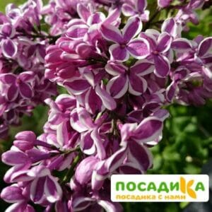 Сирень Сенсация купить по цене от 529.00р. в интернет-магазине «Посадика» с доставкой почтой в в Аксайе и по всей России – [изображение №1].