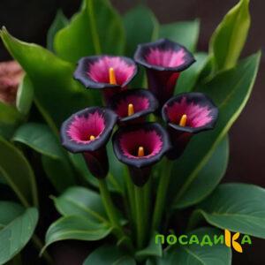 Калла Аура Лейс купить по цене от 400р. в интернет-магазине «Посадика» с доставкой почтой в в Аксайе и по всей России – [изображение №1].