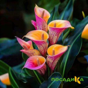 Калла Оникс купить по цене от 450р. в интернет-магазине «Посадика» с доставкой почтой в в Аксайе и по всей России – [изображение №1].