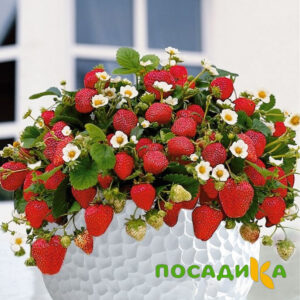 Клубника Рубиновый Шепот (горшечная) купить по цене от 240р. в интернет-магазине «Посадика» с доставкой почтой в в Аксайе и по всей России – [изображение №1].