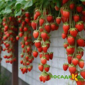 Клубника вьющаяся Комплимент купить по цене от 470р. в интернет-магазине «Посадика» с доставкой почтой в в Аксайе и по всей России – [изображение №1].