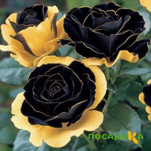 Роза Ханни Сикл купить по цене от 700р. в интернет-магазине «Посадика» с доставкой почтой в в Аксайе и по всей России – [изображение №1].