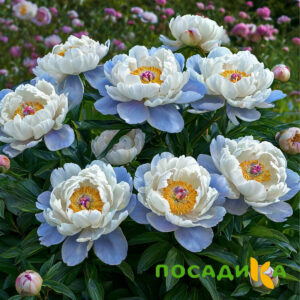 Пион акварельный Этюд купить по цене от 806р. в интернет-магазине «Посадика» с доставкой почтой в в Аксайе и по всей России – [изображение №1].