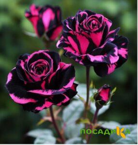 Роза Багровый Шепот купить по цене от 366р. в интернет-магазине «Посадика» с доставкой почтой в в Аксайе и по всей России – [изображение №1].