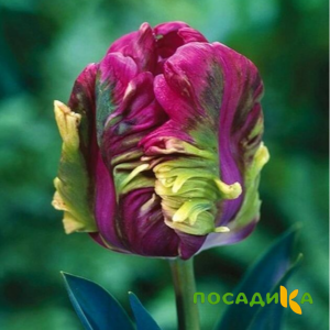 Тюльпан Экзотик Хэвен купить по цене от 186р. в интернет-магазине «Посадика» с доставкой почтой в в Аксайе и по всей России – [изображение №1].