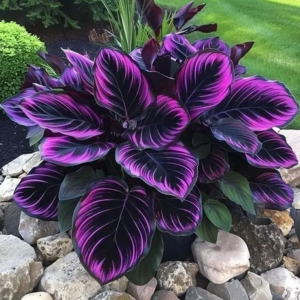 Хоста Люминоза купить по цене от 450р. в интернет-магазине «Посадика» с доставкой почтой в в Аксайе и по всей России – [изображение №1].