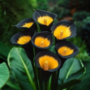 Калла Легато купить по цене от 620р. в интернет-магазине «Посадика» с доставкой почтой в в Аксайе и по всей России – [изображение №1].