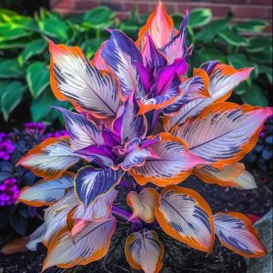 Хоста Эмеральд Тиара купить по цене от 602р. в интернет-магазине «Посадика» с доставкой почтой в в Аксайе и по всей России – [изображение №1].