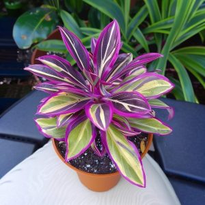 Хоста Сильвер Стик купить по цене от 650р. в интернет-магазине «Посадика» с доставкой почтой в в Аксайе и по всей России – [изображение №1].