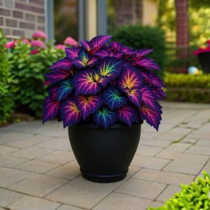 Хоста Фрости Блю купить по цене от 389р. в интернет-магазине «Посадика» с доставкой почтой в в Аксайе и по всей России – [изображение №1].