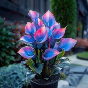 Калла Импрессия купить по цене от 590р. в интернет-магазине «Посадика» с доставкой почтой в в Аксайе и по всей России – [изображение №1].