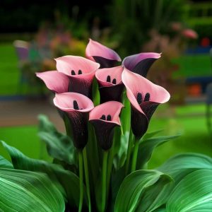 Калла Энигма купить по цене от 291р. в интернет-магазине «Посадика» с доставкой почтой в в Аксайе и по всей России – [изображение №1].