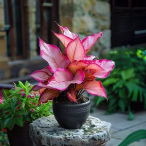 Хоста Розовая Симфония купить по цене от 800р. в интернет-магазине «Посадика» с доставкой почтой в в Аксайе и по всей России – [изображение №1].