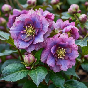 Морозник Айс Принцесс Чарм купить по цене от 650р. в интернет-магазине «Посадика» с доставкой почтой в в Аксайе и по всей России – [изображение №1].