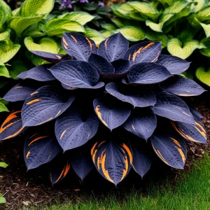 Хоста Умбра купить по цене от 349р. в интернет-магазине «Посадика» с доставкой почтой в в Аксайе и по всей России – [изображение №1].