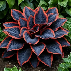 Хоста Солнечный Агат купить по цене от 440р. в интернет-магазине «Посадика» с доставкой почтой в в Аксайе и по всей России – [изображение №1].