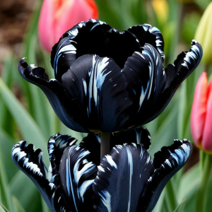 Тюльпан Шелк Нуар купить по цене от 219р. в интернет-магазине «Посадика» с доставкой почтой в в Аксайе и по всей России – [изображение №1].