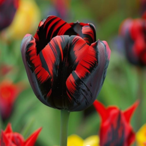 Тюльпан Блэк Перрот купить по цене от 351р. в интернет-магазине «Посадика» с доставкой почтой в в Аксайе и по всей России – [изображение №1].