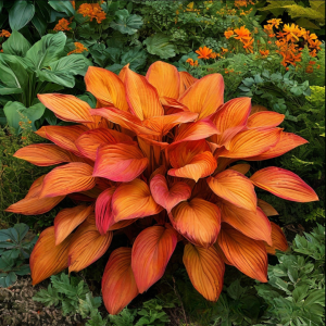 Хоста Солнечный Нектар купить по цене от 605р. в интернет-магазине «Посадика» с доставкой почтой в в Аксайе и по всей России – [изображение №1].