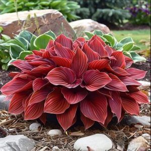 Хоста Рэд Эйнджл купить по цене от 549р. в интернет-магазине «Посадика» с доставкой почтой в в Аксайе и по всей России – [изображение №1].