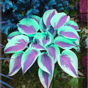 Хоста Висперин Бьюти купить по цене от 379р. в интернет-магазине «Посадика» с доставкой почтой в в Аксайе и по всей России – [изображение №1].