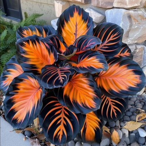 Хоста Сикрет Форест купить по цене от 601р. в интернет-магазине «Посадика» с доставкой почтой в в Аксайе и по всей России – [изображение №1].