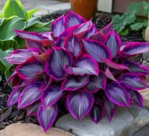 Хоста Сикрет Гарденс купить по цене от 549р. в интернет-магазине «Посадика» с доставкой почтой в в Аксайе и по всей России – [изображение №1].