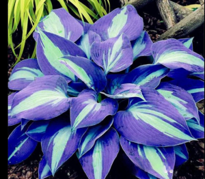 Хоста Аурелия купить по цене от 450р. в интернет-магазине «Посадика» с доставкой почтой в в Аксайе и по всей России – [изображение №1].